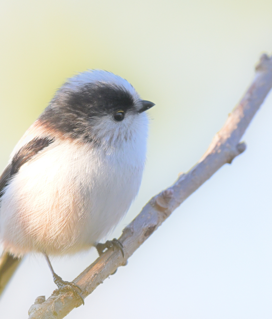 今朝のマイフィールド