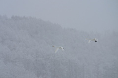 雪の翔