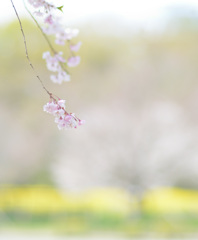 しだれ桜