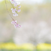 しだれ桜
