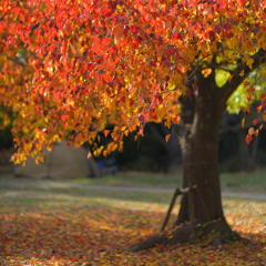 ナンキンハゼの紅葉