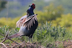 キジ　鳴いてくれるので、すぐ見つかる
