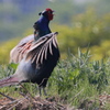 キジ　鳴いてくれるので、すぐ見つかる