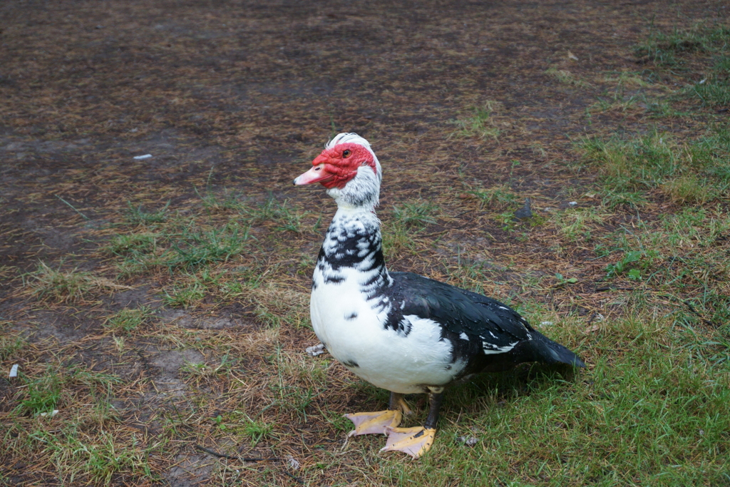 公園で威張ってました