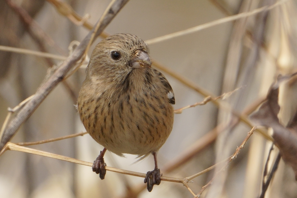 ベニマシコ♀