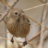 ベニマシコ♀