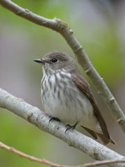 エゾビタキ降臨