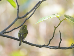 カラフトムシクイのさえずり