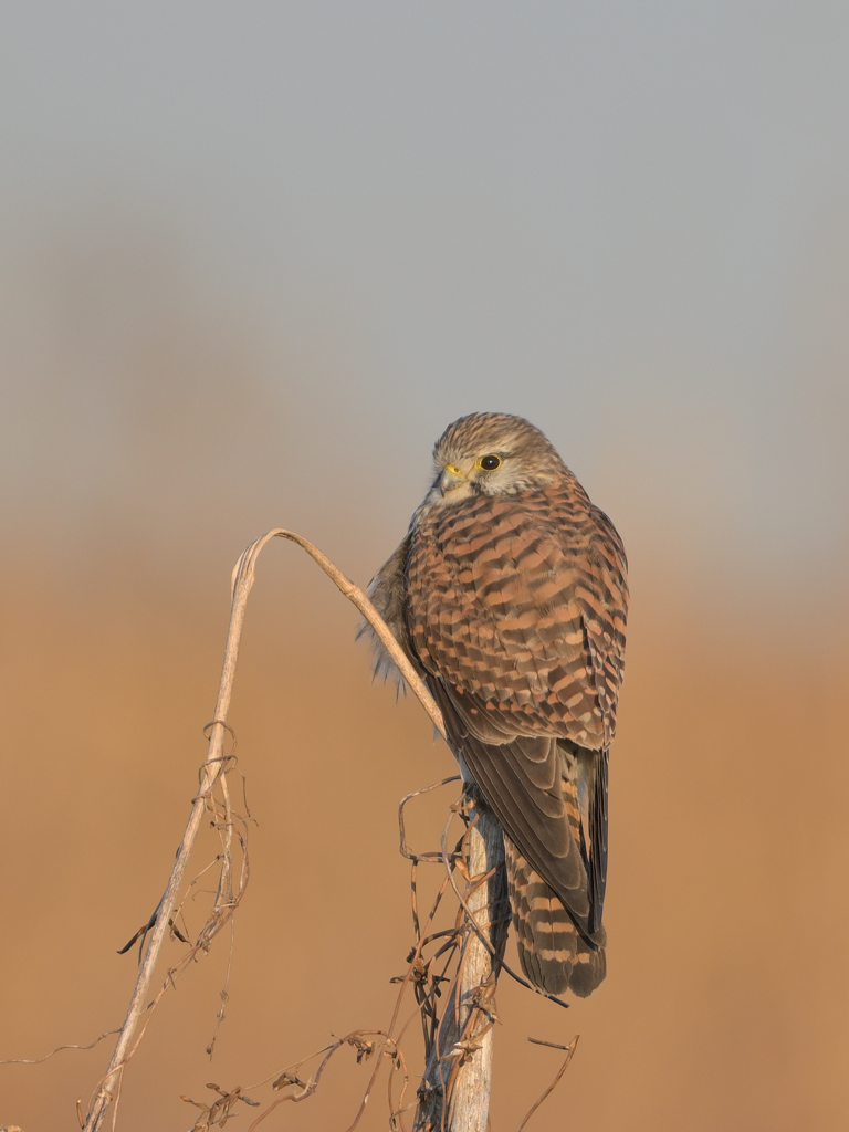 朝イチのチョウゲンボウ