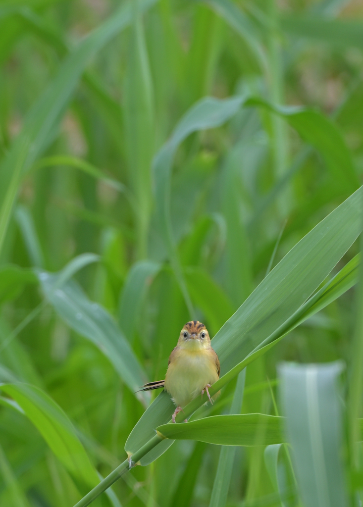 目線いただきましたー