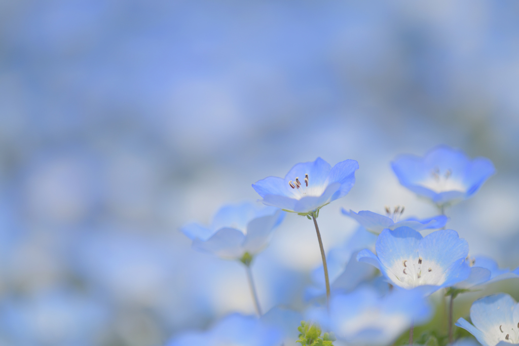 可憐な花