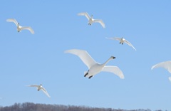 今年は飛躍の年に