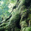 屋久杉の根