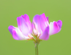 蓮華草