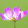 蓮華草