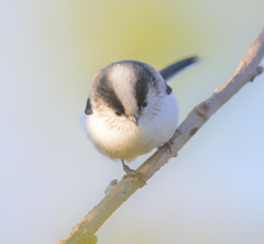今年の冬もよろしくね