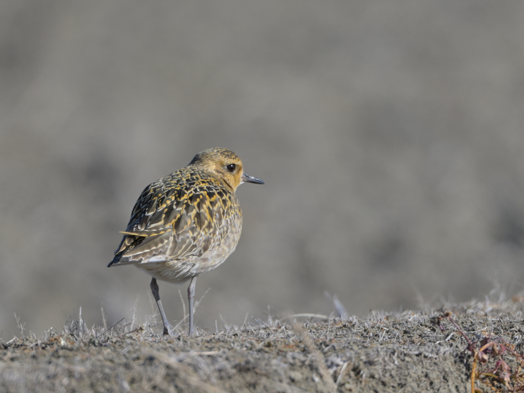 ムナグロ　冬羽？幼鳥？
