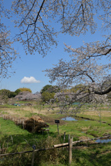 彩の國の龍神