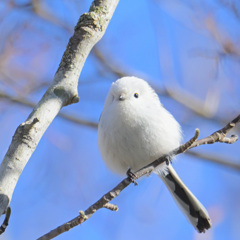 手強いやつ