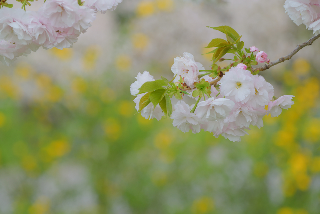 花束