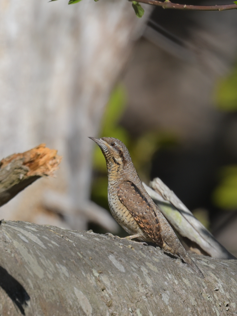 アリスイ　どこ行っても鳴いてました