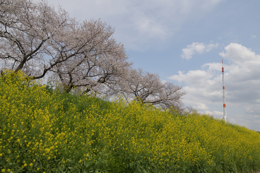 電波塔のある風景