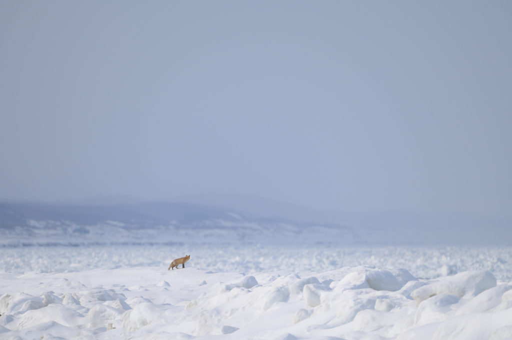 オホーツクの流氷