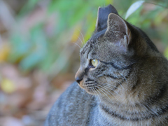 A公園の野良