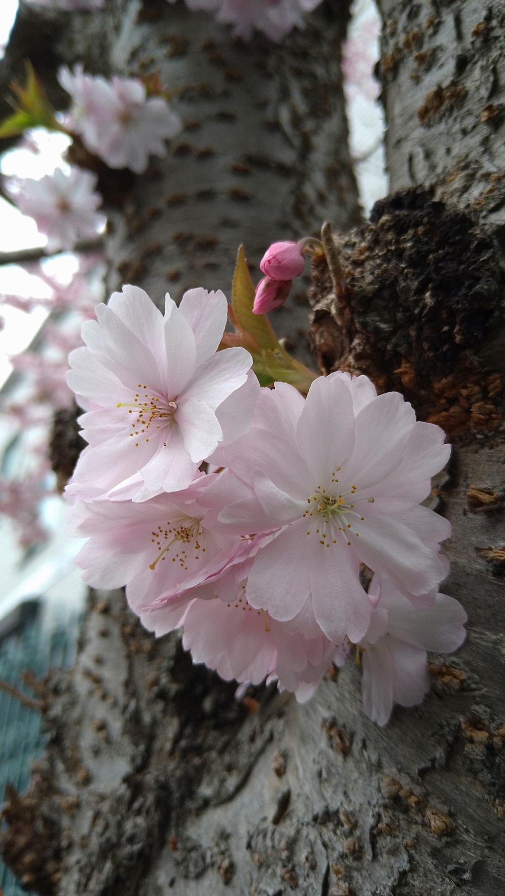 彼岸桜