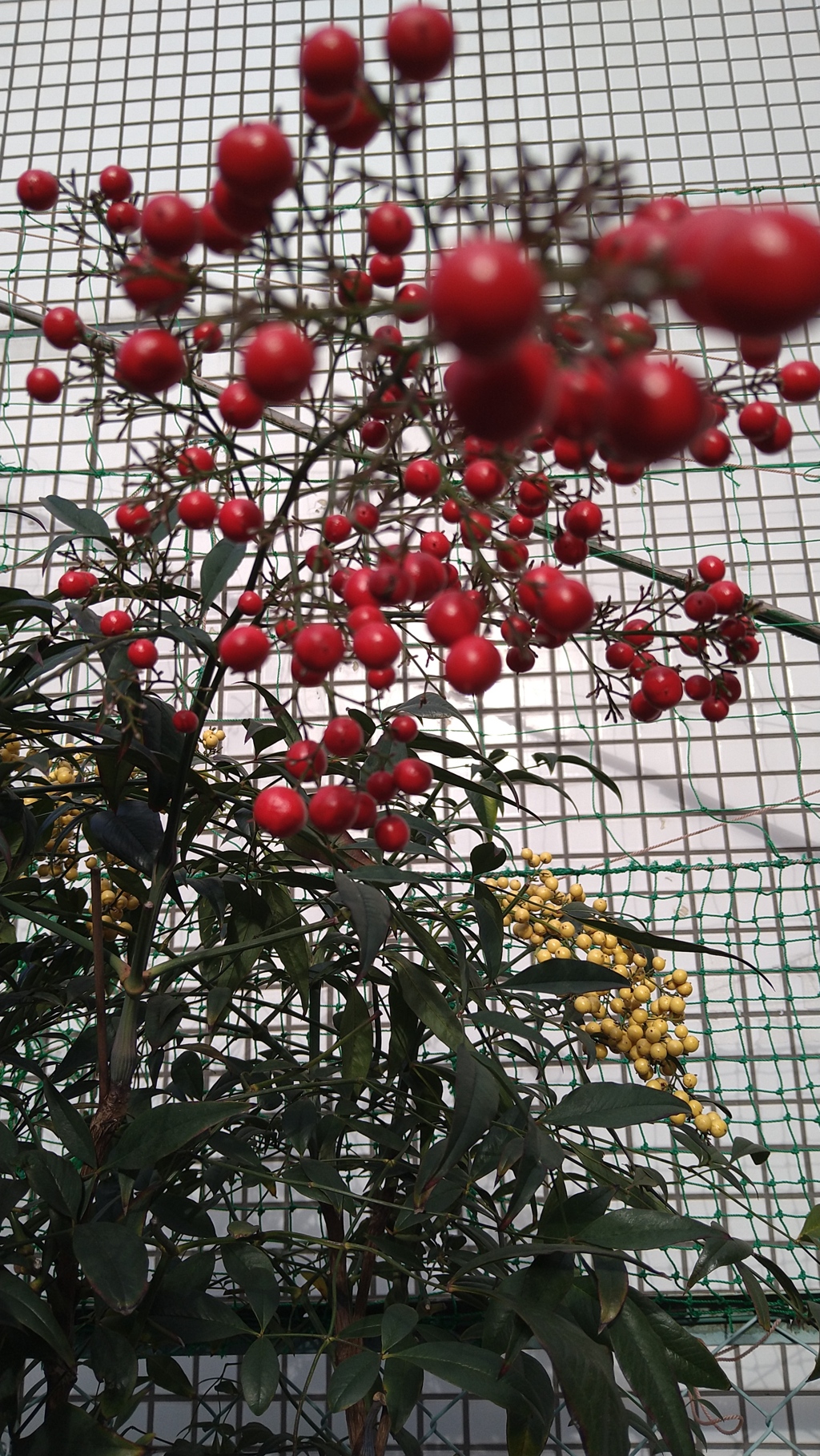 紅白南天