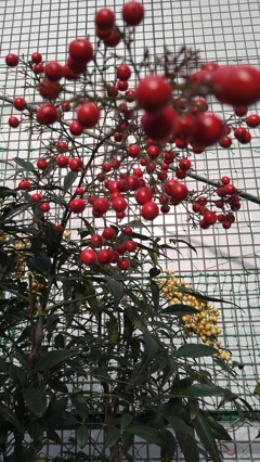 紅白南天