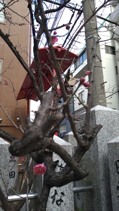一輪ごとの暖かさ