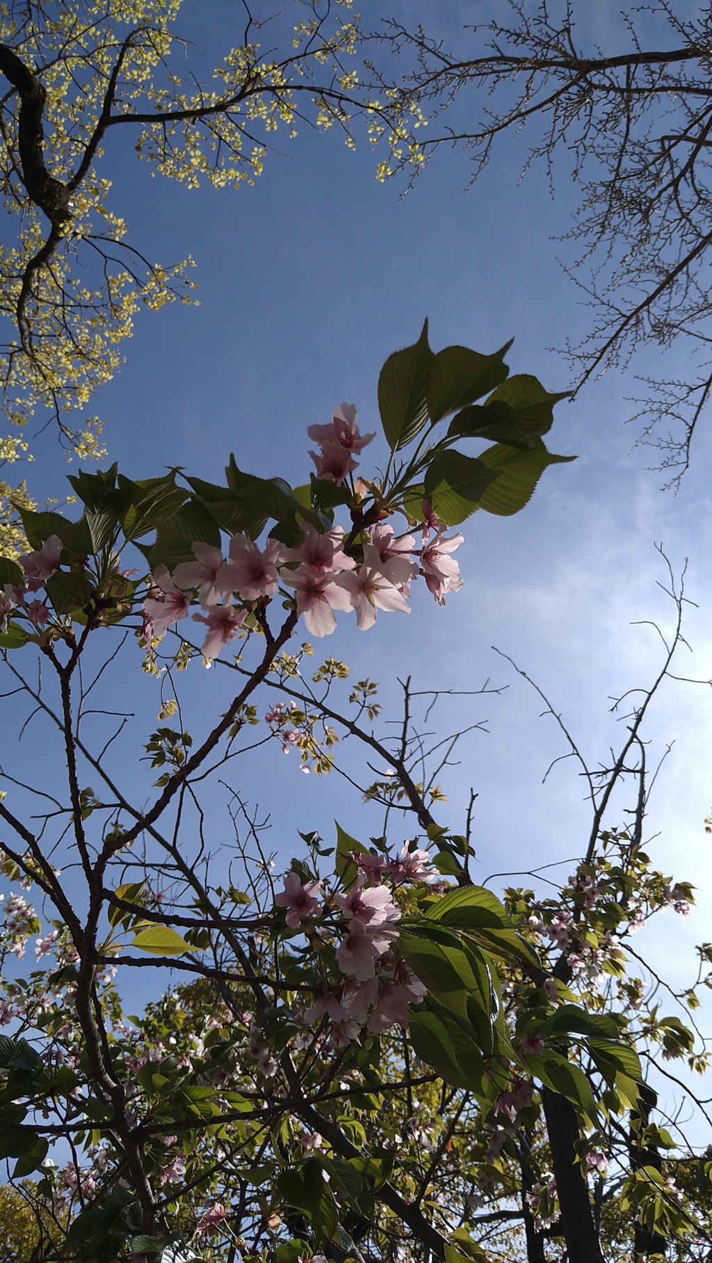 桜には青空
