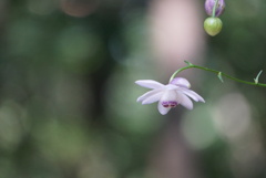 森の妖精　レンゲショウマ