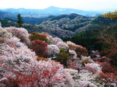 吉野山の桜　２０２１春①