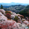 吉野山の桜　２０２１春①