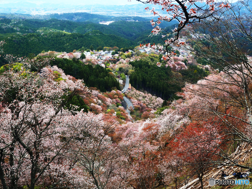吉野山の桜　２０２１春②