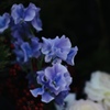 Fragility and beauty 