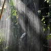 Water curtain 
