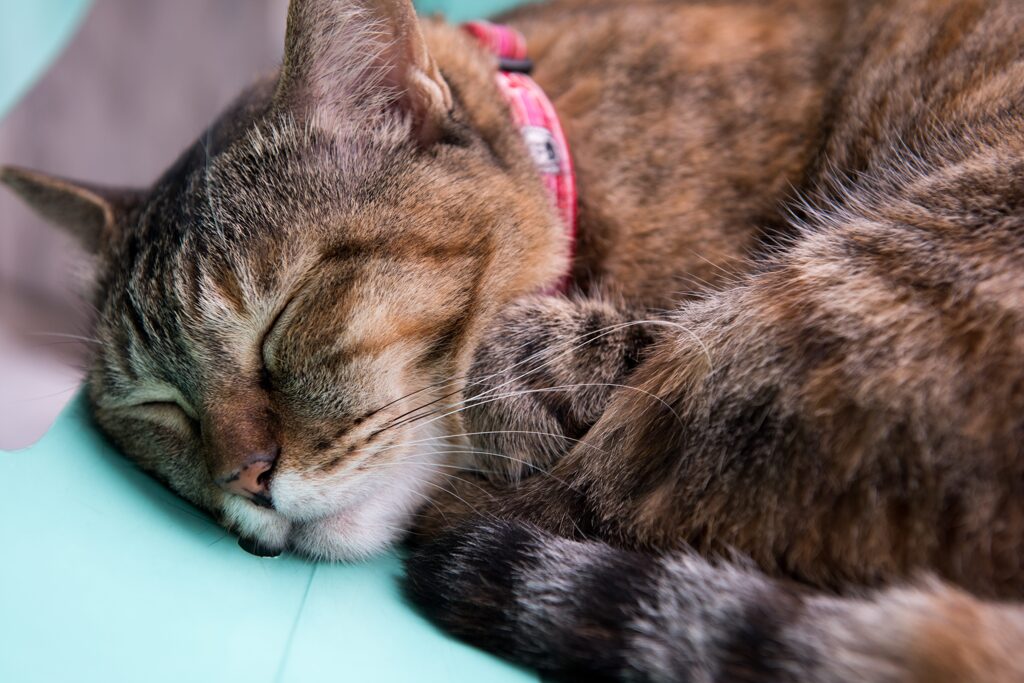 Bangkok201508タイ旅行-174