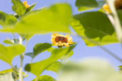 長居公園植物園
