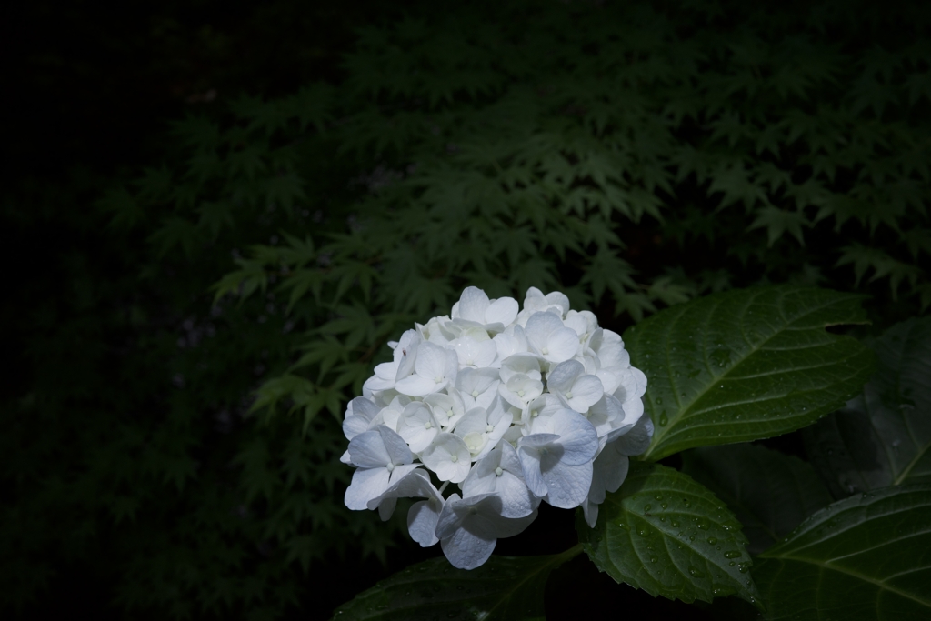 紫陽花