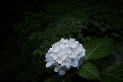 紫陽花