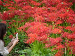 彼岸花の写真では他の方には敵わないので