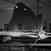 L1002073