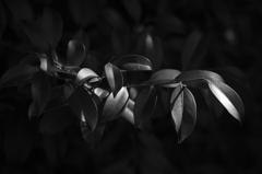 L2750446