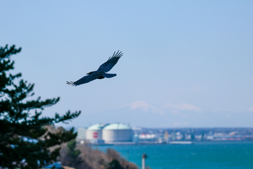 どーしても鳥撮りたくて