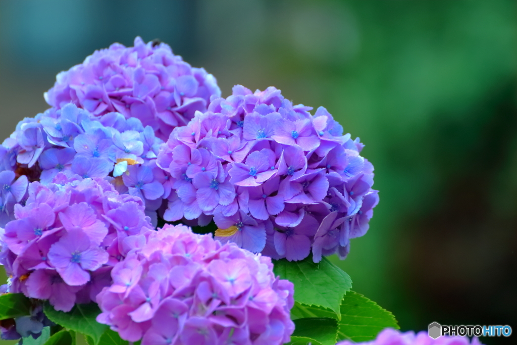 お隣の紫陽花が綺麗で