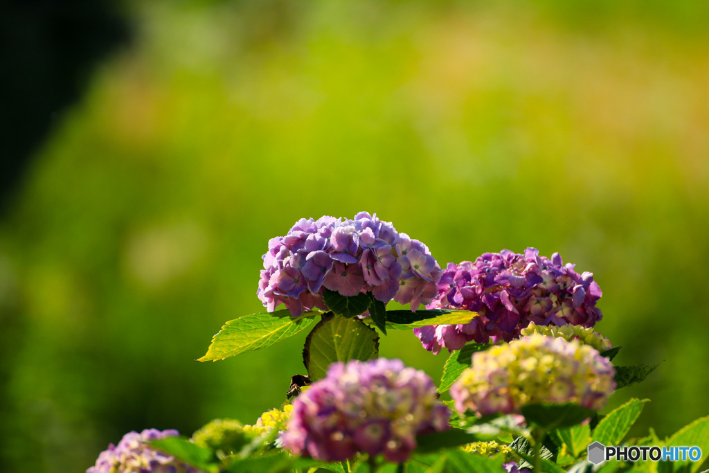 紫陽花の背比べ