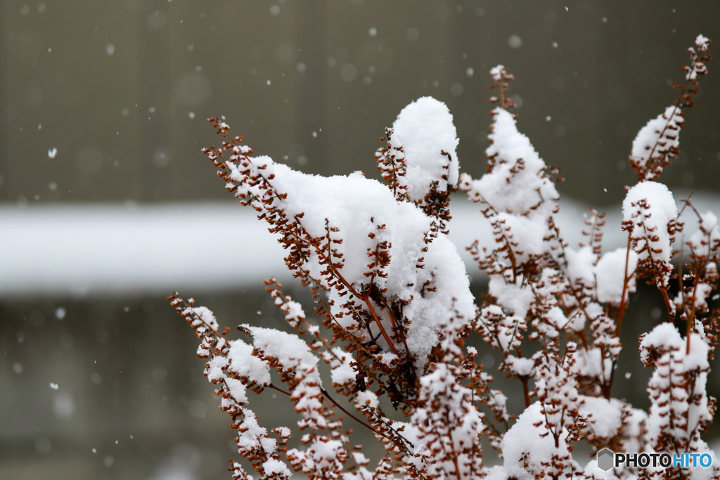 枯れた大葉と雪景色